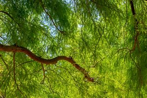 Looking up into the canopy of a Mesquite tree.
