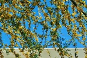 Multiple branches of Palo Brea with yellow blooms along each branch. A white trellis is in the background.