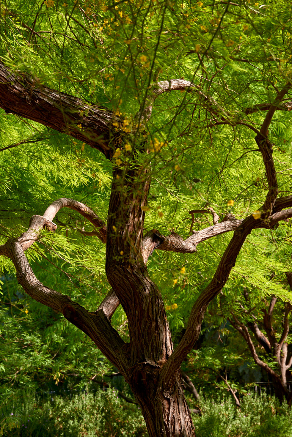 The brown bark of a Mesquite branch with small green leaves.