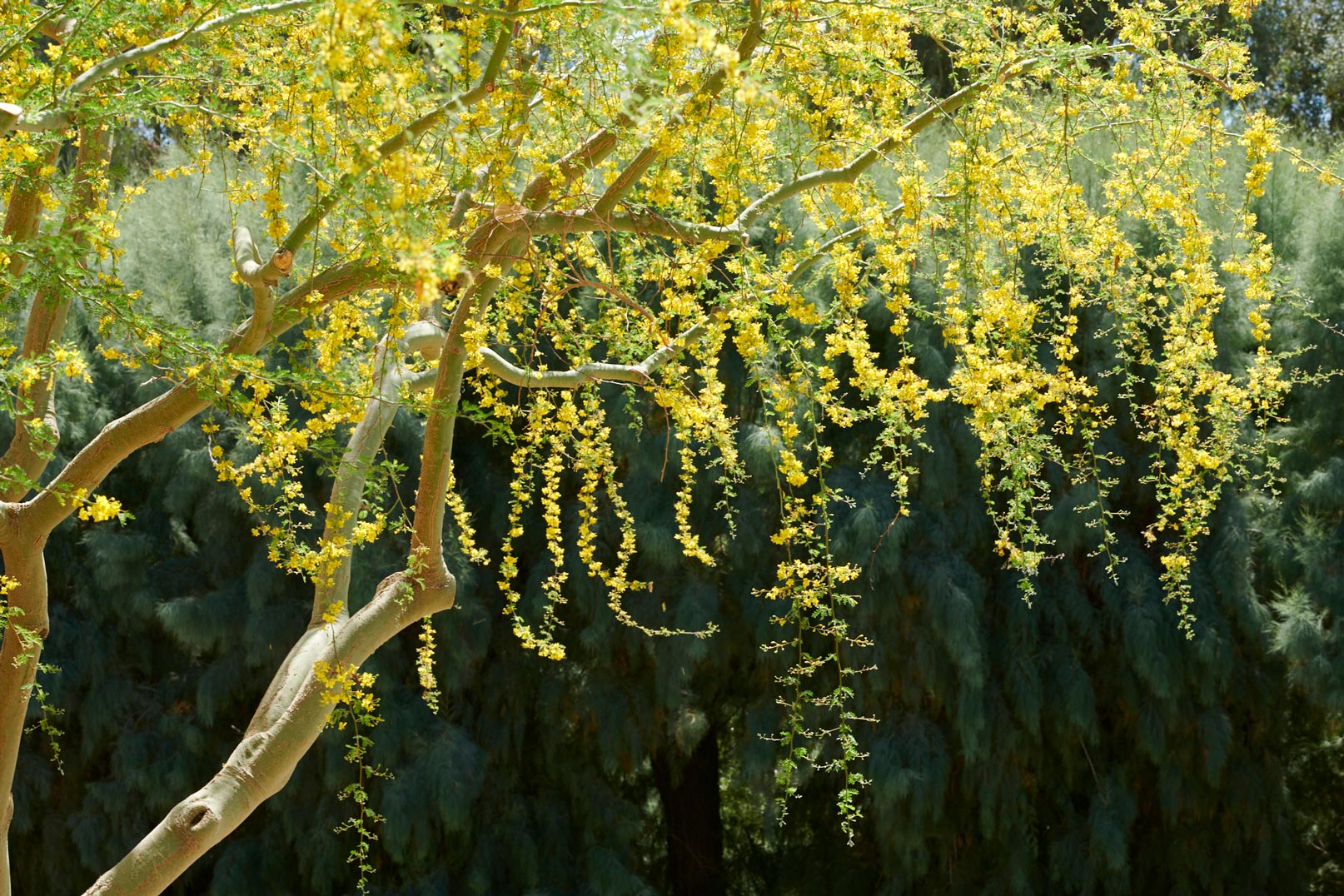 Multiple branches of Palo Brea with yellow blooms along each branch.