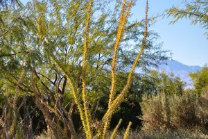 An Ocotillo in a bed of agave.