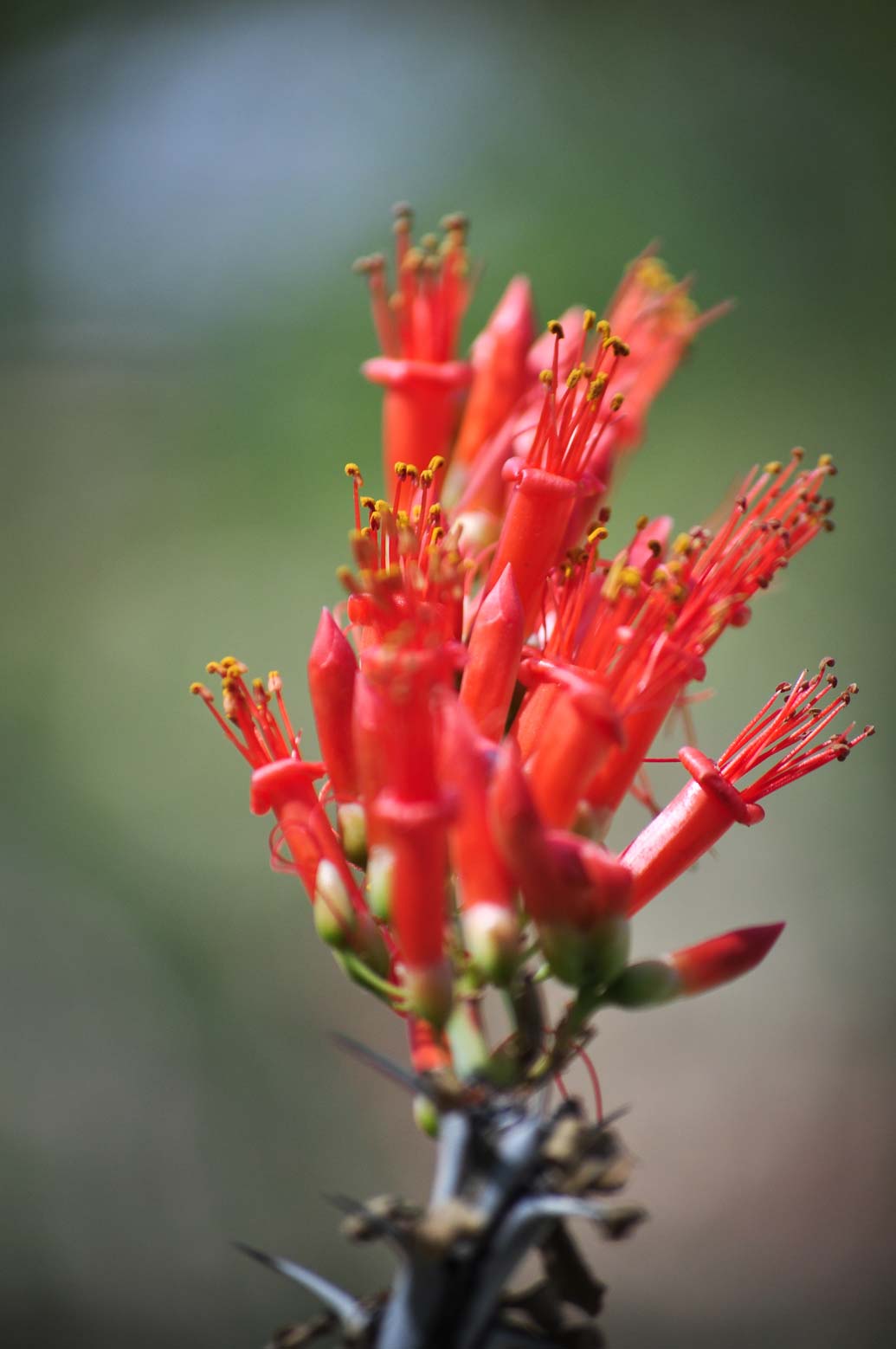 A close-up of red Ocotillo flowers.