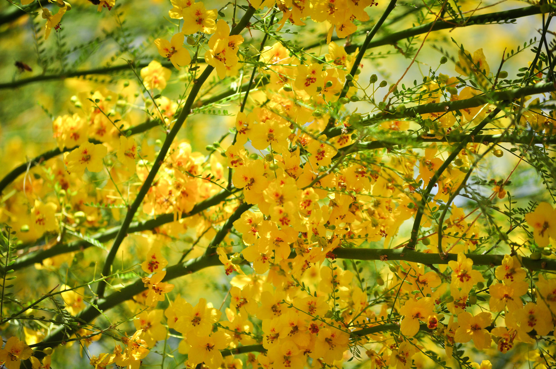 A close-up of the bright yellow blossoms of the Palo Verde tree.