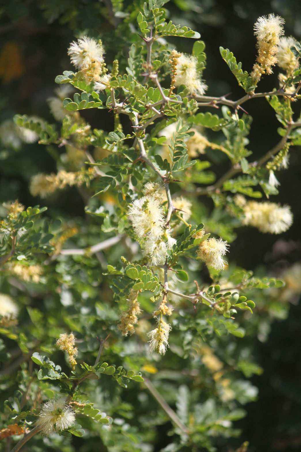 A close-up of the white flowers of the Texas Ebony.