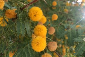 A close-up of the orange blooms of the Sweet Acacia.