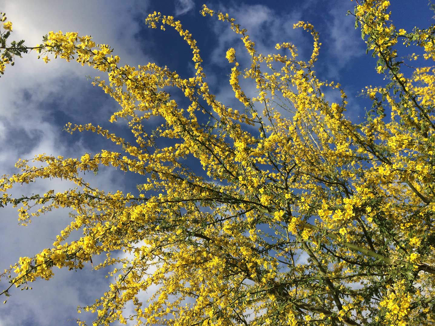 Multiple branches of Palo Brea with yellow blooms along each branch.