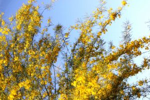 Palo Verde branches full of yellow blooms against a bright blue sky.