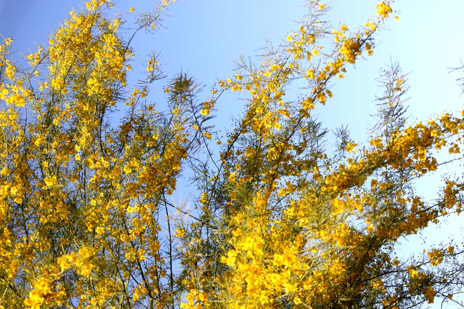 Palo Verde branches full of yellow blooms against a bright blue sky.