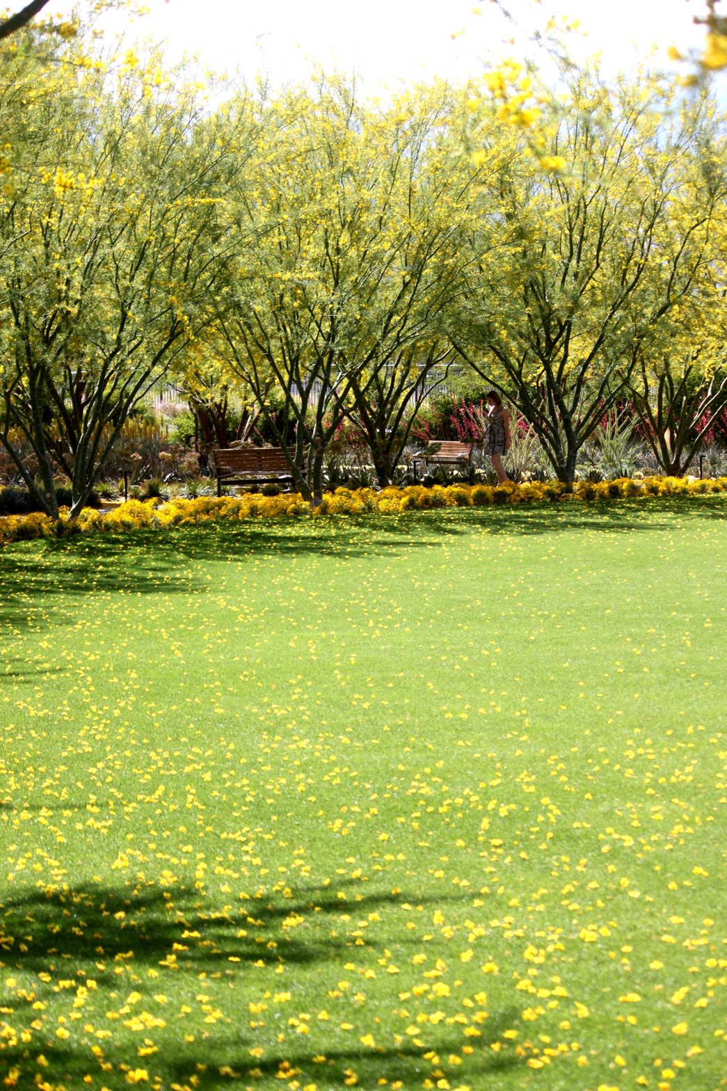 Blooming Palo Verde trees border the Great Lawn.