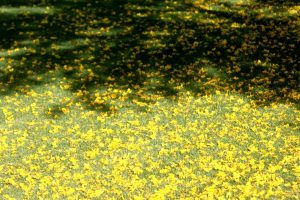 Palo Verde blooms carpet the Great Lawn.
