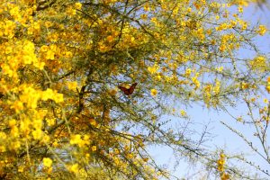 A Monarch butterfly sit on Palo Verde branches full of yellow blooms against a bright blue sky.