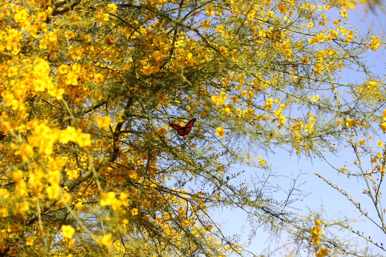A Monarch butterfly sit on Palo Verde branches full of yellow blooms against a bright blue sky.