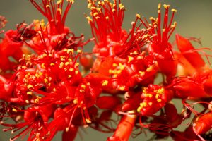 A close-up of red Ocotillo flowers.