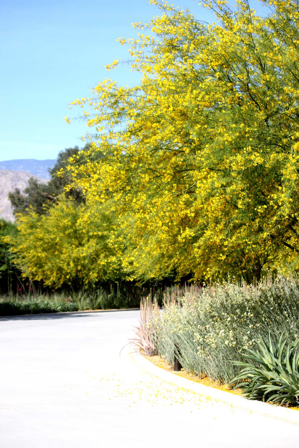 The driveway into the Sunnylands Center and Gardens lined with blooming Palo Verde trees.