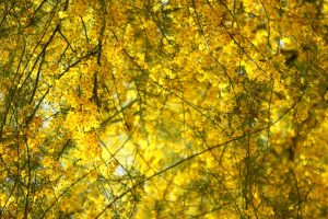 Masses of yellow Palo Verde blooms fill the frame.