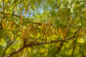 A Mesquite branch with leaves and yellow flower clusters.