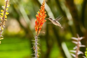 An Ocotillo blooming in the Gardens.