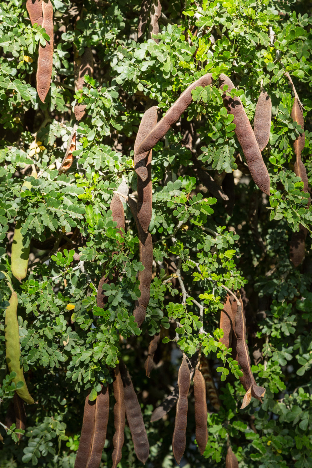A close-up of the brown woody seed pods of the Texas Ebony.