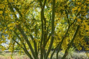 Multiple green-barked branches of the Palo Verde tree.