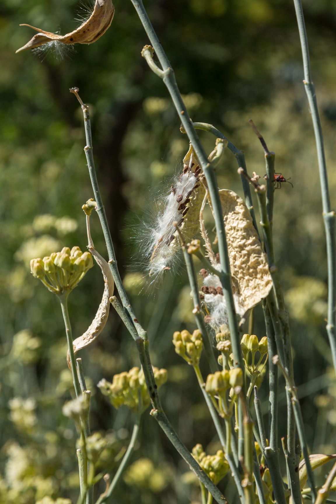 An open seedpod of a Desert Milkweed plant.