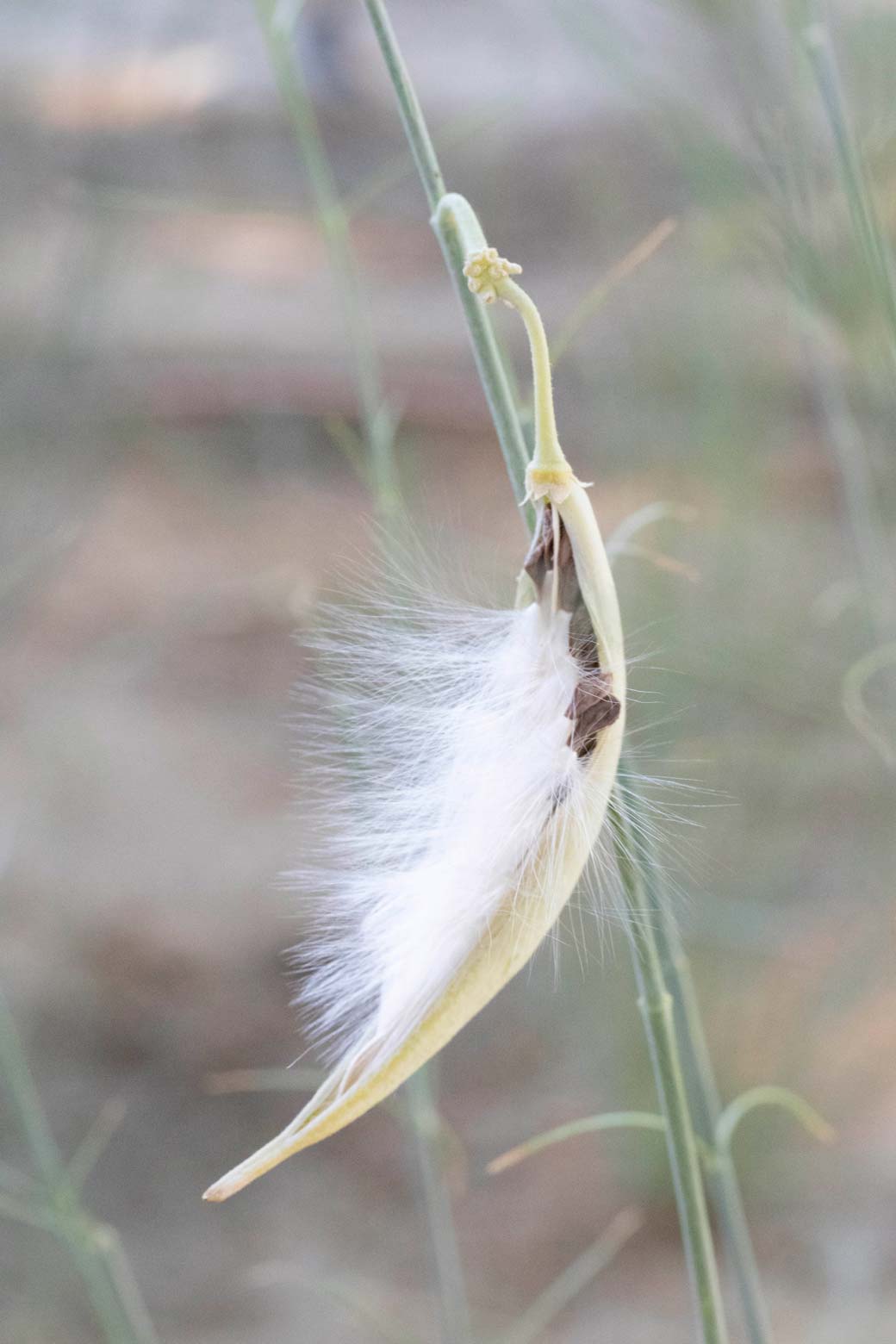 An open seed pod of a Desert Milkweed plant.