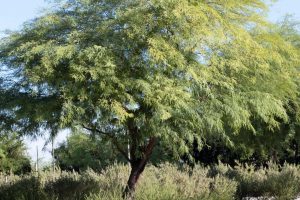 A Mesquite tree in the parking lot at Sunnylands Center and Gardens.