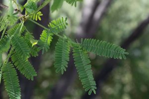 A close-up of Sweet Acacia leaves.