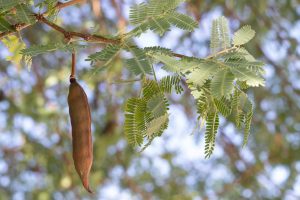 A close-up of Sweet Acacia leaves and a seedpod.