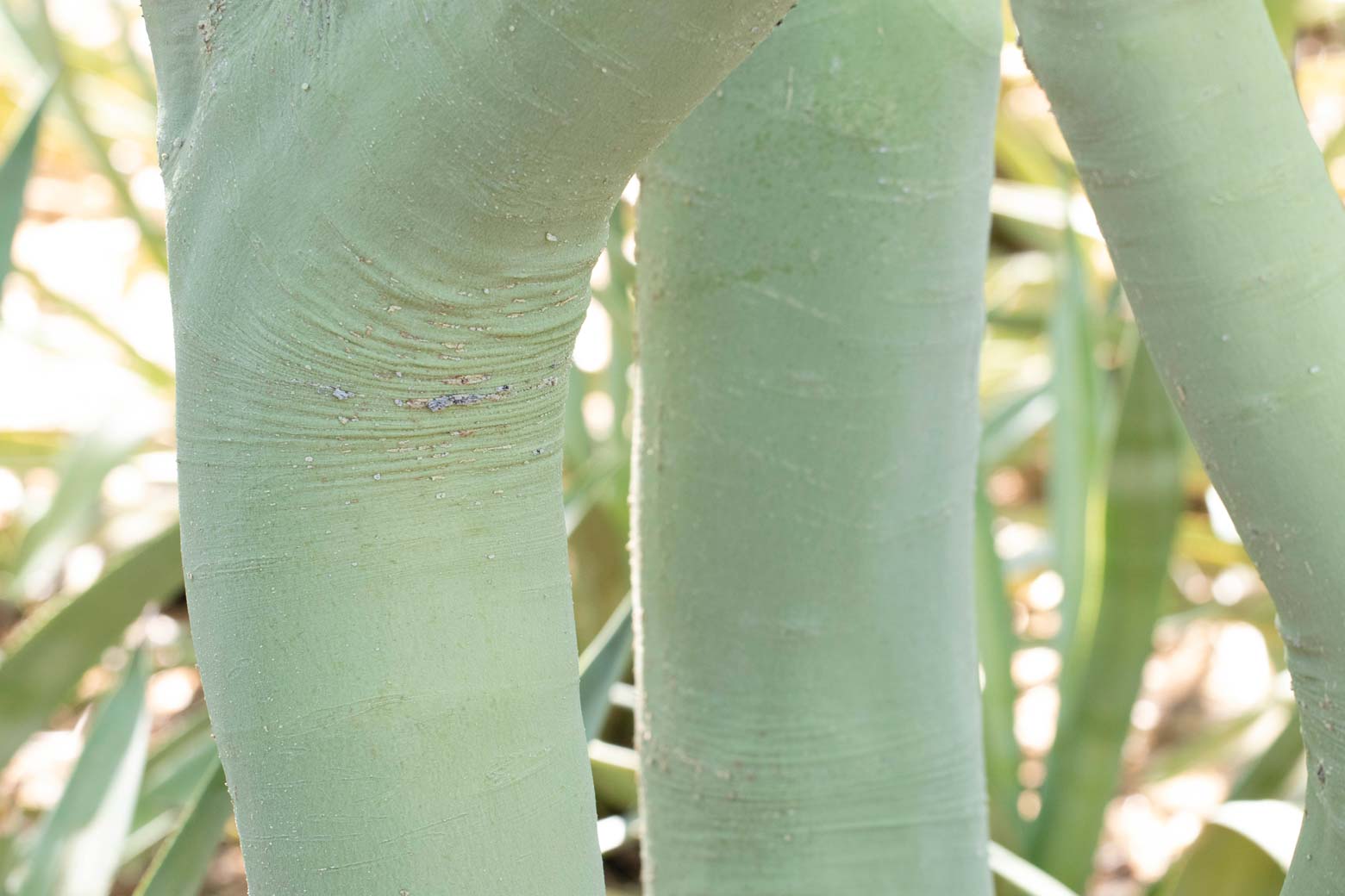 A close-up of the chalky green bark of the Palo Brea.