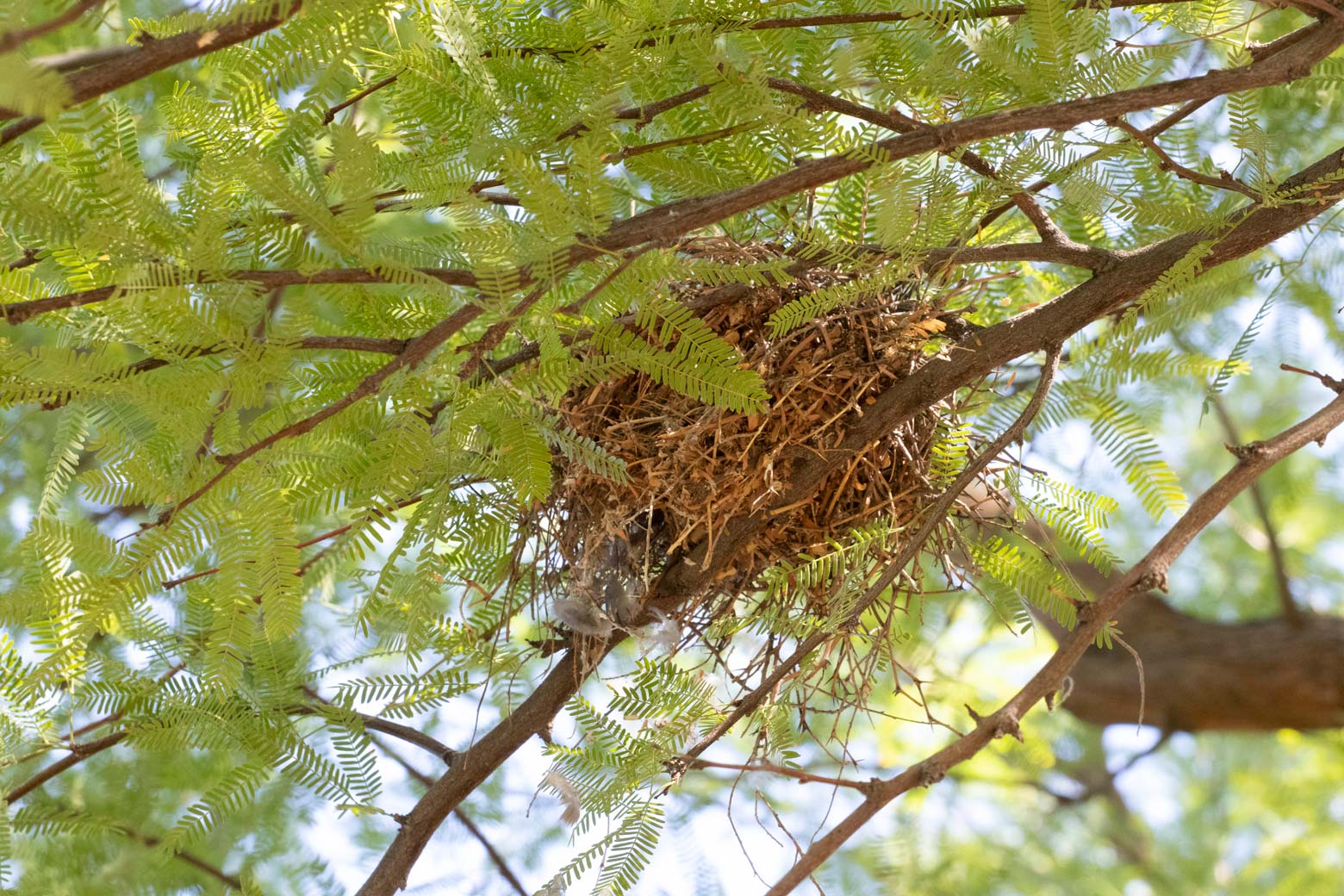 A bird's nest in a Mesquite tree.