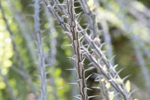 Bare Ocotillo branches with prominent thorns.