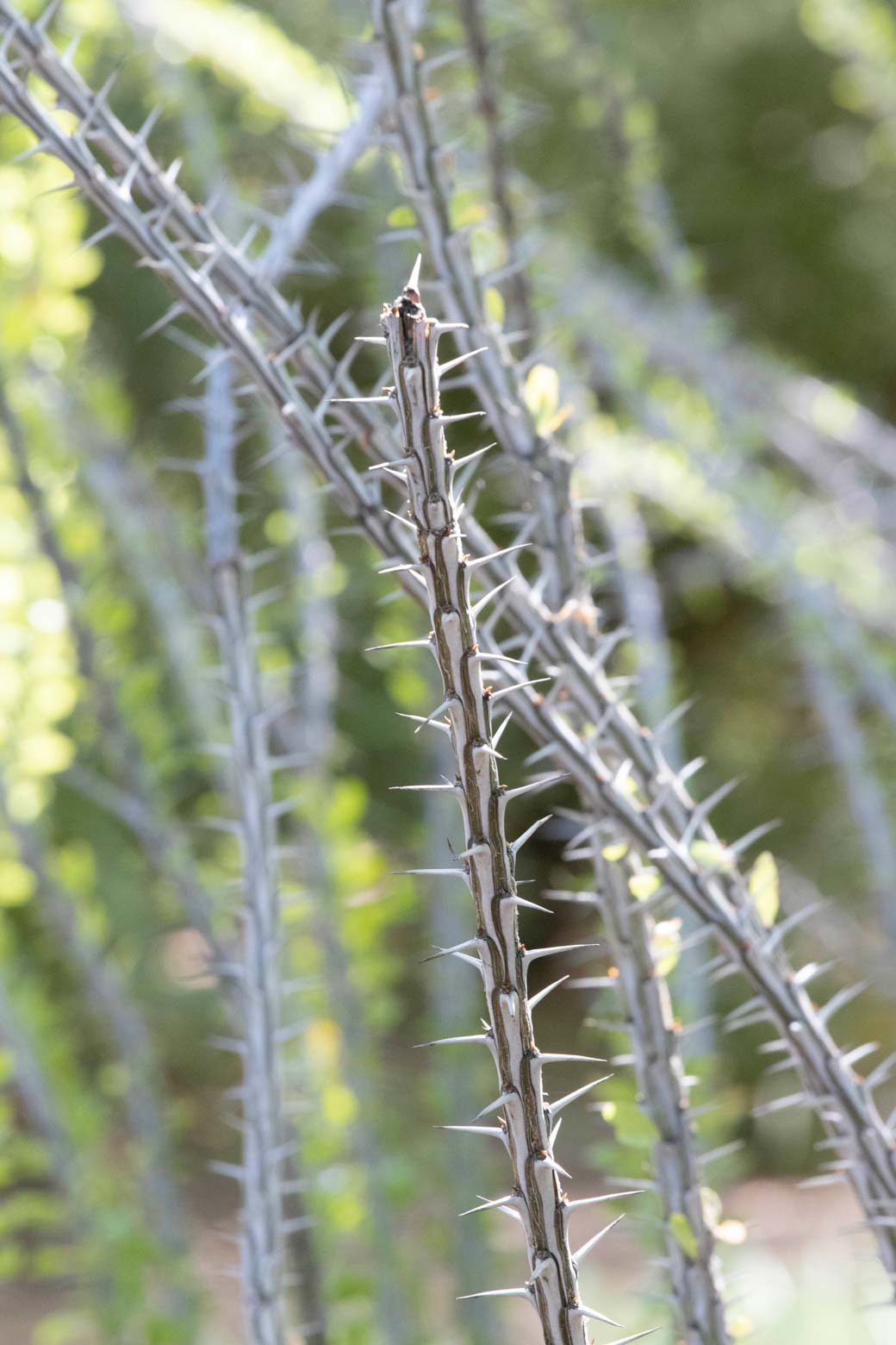 Bare Ocotillo branches with prominent thorns.