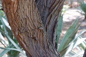 A close-up of the bark of a Mesquite tree.