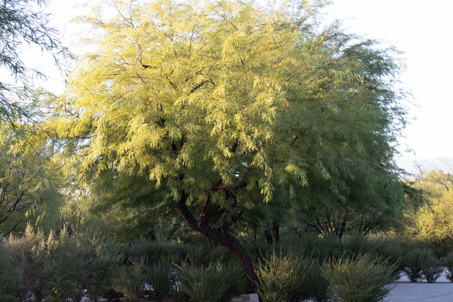 A full Mesquite tree at Sunnylands Center and Gardens.