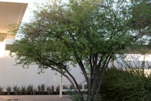 A Sweet Acacia tree, without blooms, in the corner of the circular drive at the entrance to Sunnylands Center and Gardens.