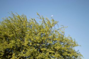 The leaves of a Mesquite tree against a blue sky with a setting moon.