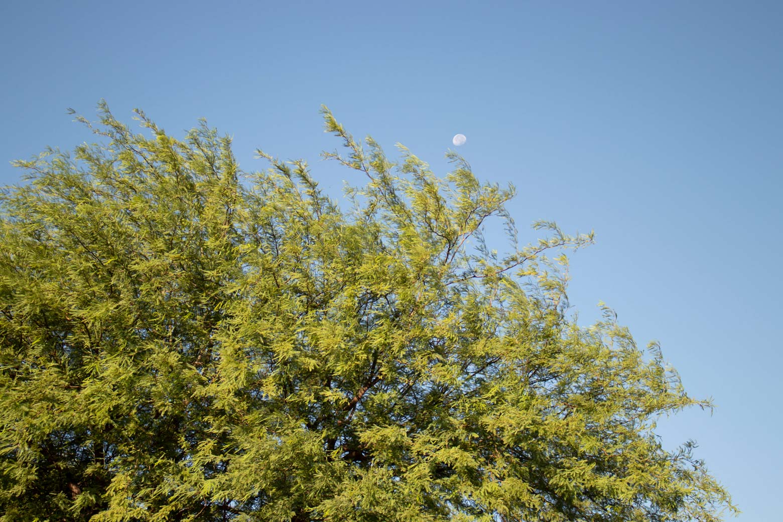 The leaves of a Mesquite tree against a blue sky with a setting moon.