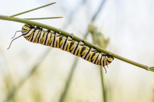 A Monarch butterfly caterpillar crawling upside down on a Desert Milkweed branch.
