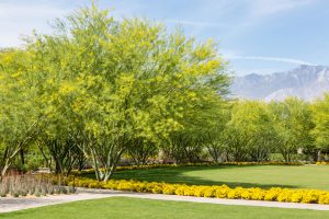 A Palo Verde tree in front of the Great Lawn at Sunnylands Center and Gardens.
