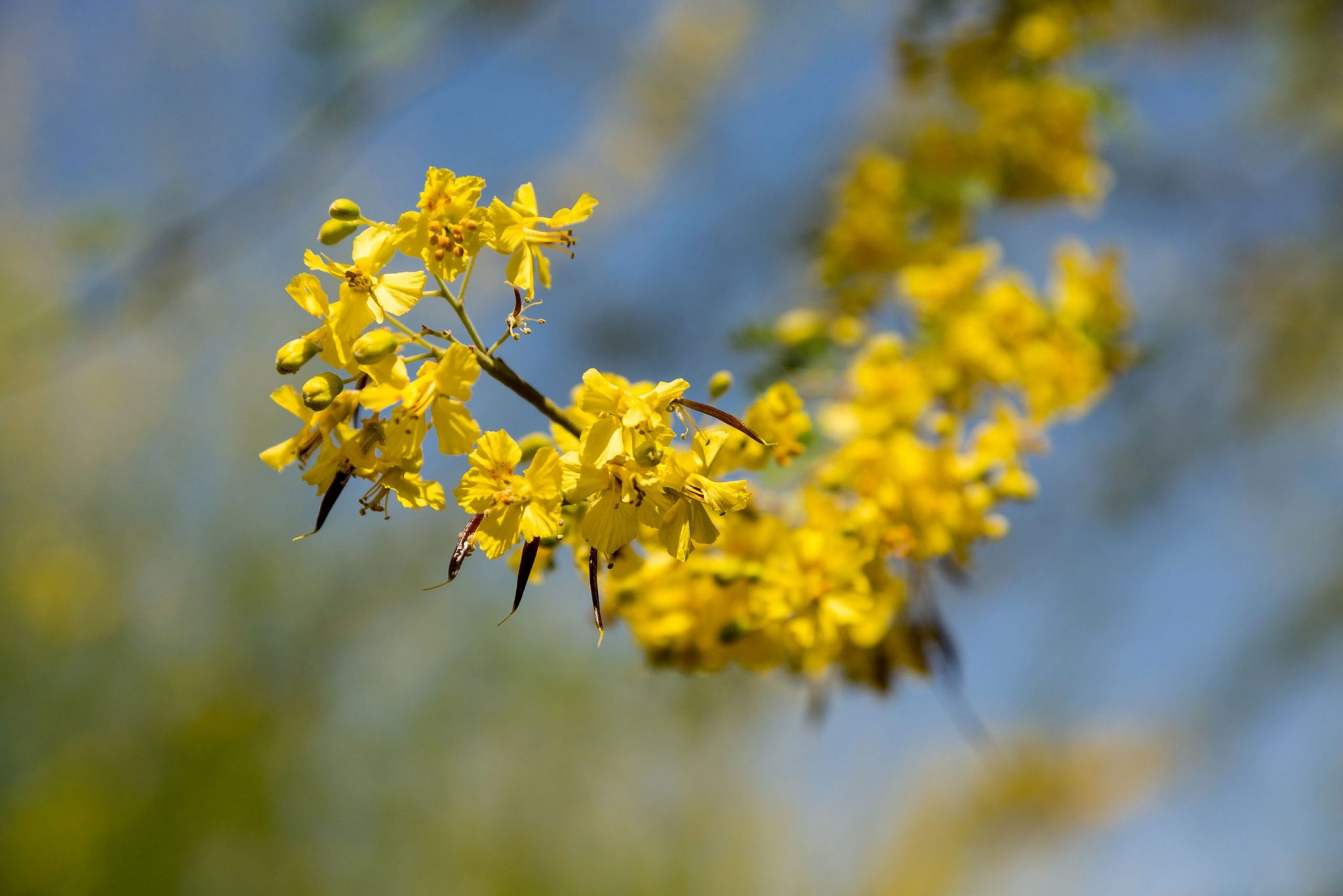 A close-up of yellow Palo Brea flowers.