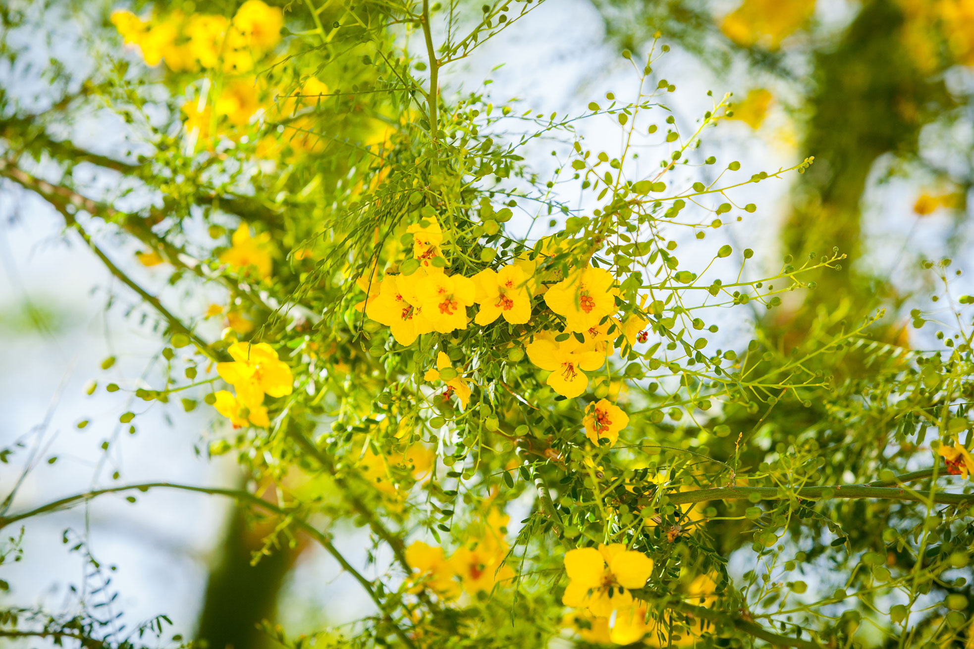 A close-up of the bright yellow blossoms of the Palo Verde tree.