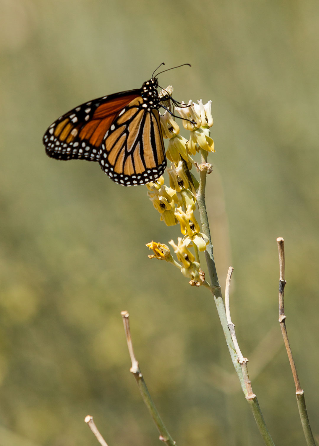 A Monarch butterfly perched on a flower of the Desert Milkweed.