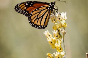 A Monarch butterfly perched on a flower of the Desert Milkweed.