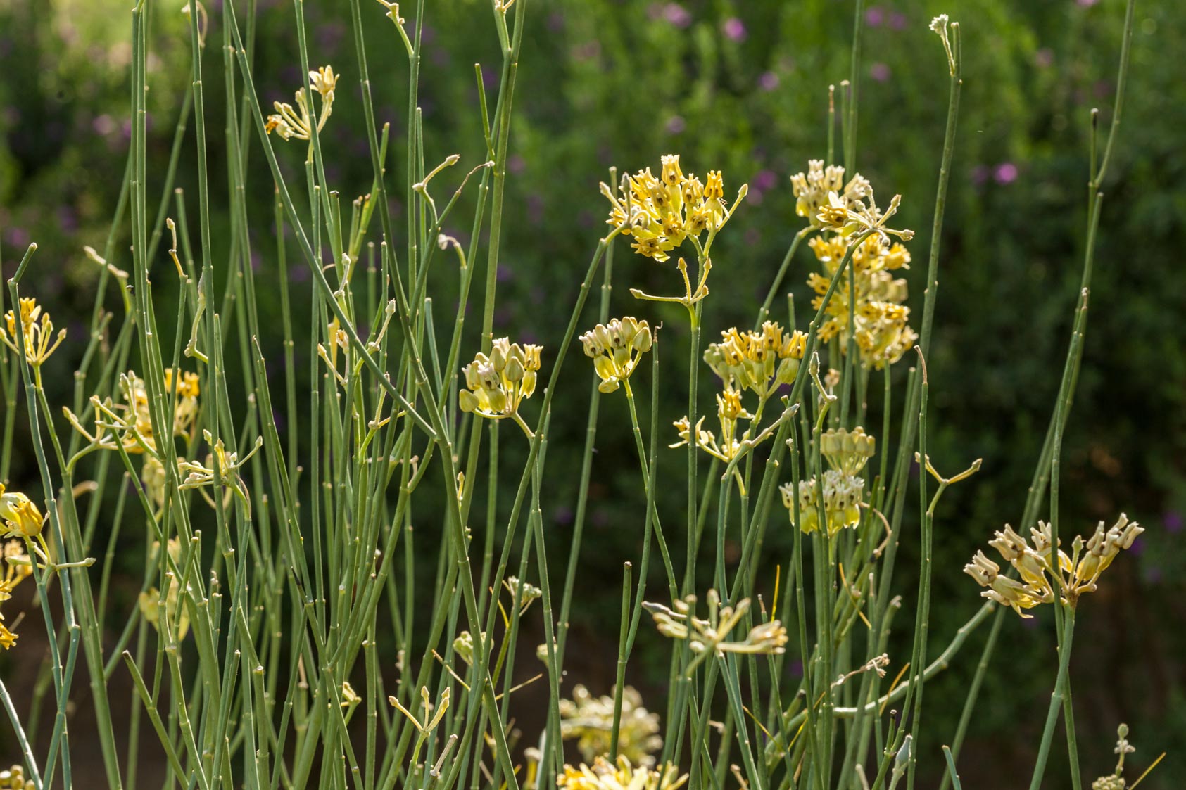 A close-up of Desert Milkweed flowers.