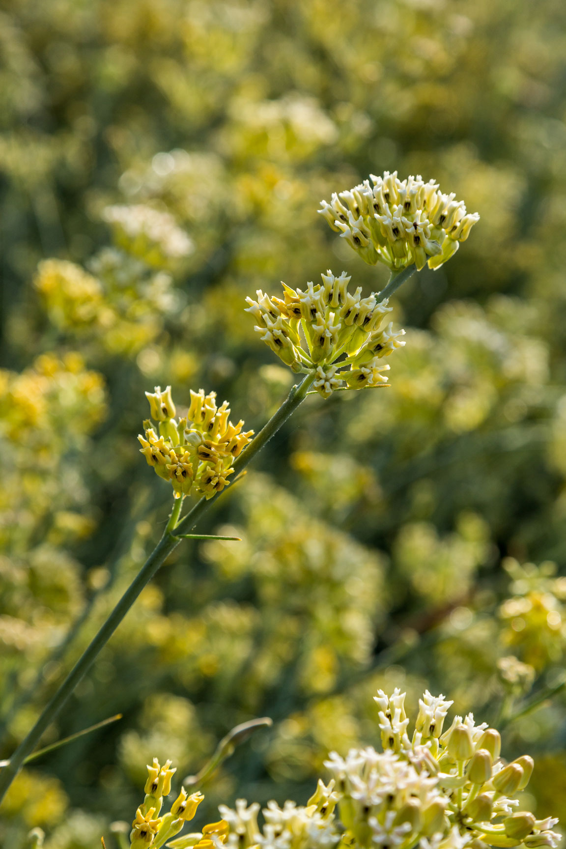 A close-up of Desert Milkweed flowers.