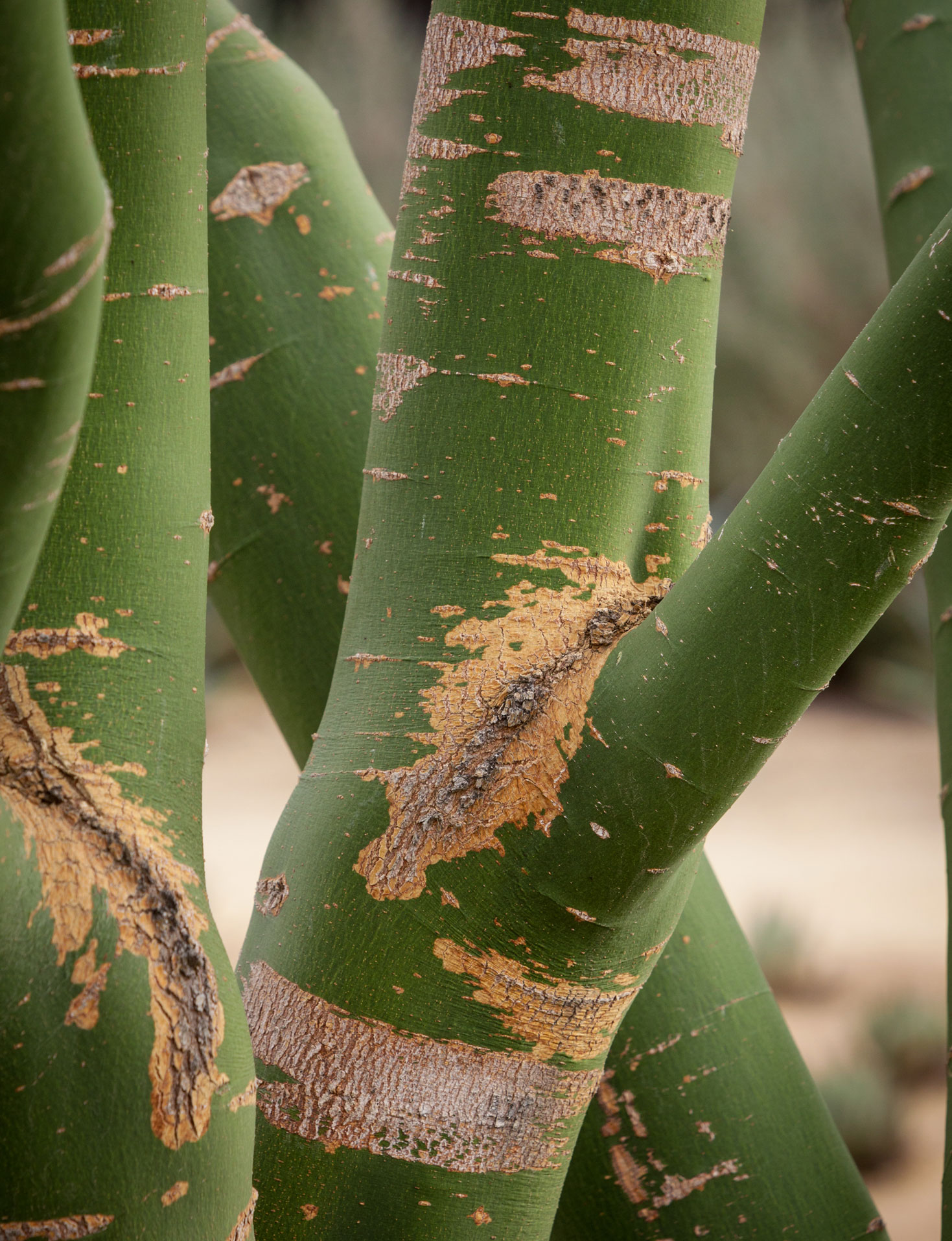 A close-up of the green bark of the Palo Verde tree.