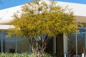 A blooming Sweet Acacia against a backdrop of the Center and Gardens.