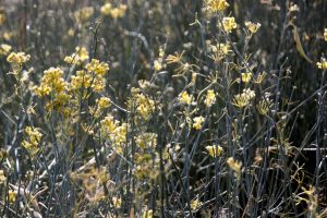 A mass of blooming Desert Milkweed plants.