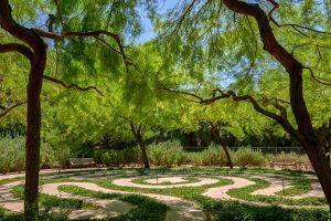 A view of the Labyrinth at Sunnylands Center and Gardens. The low-growing Wedelia winds around the cement path of the labyrinth. The labyrinth is surrounded by Mesquite trees.