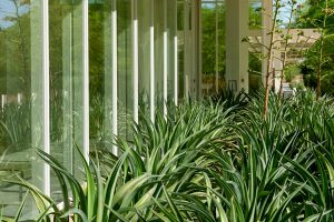 A grouping of Smooth Agave along the Exhibition Gallery window of Sunnylands Center & Gardens.